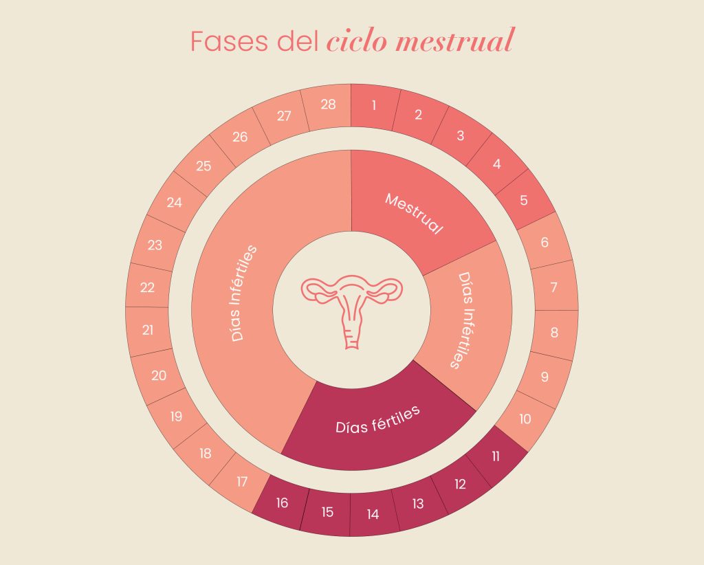 ciclo menstrual ventana fertil cuando quedar embarazada