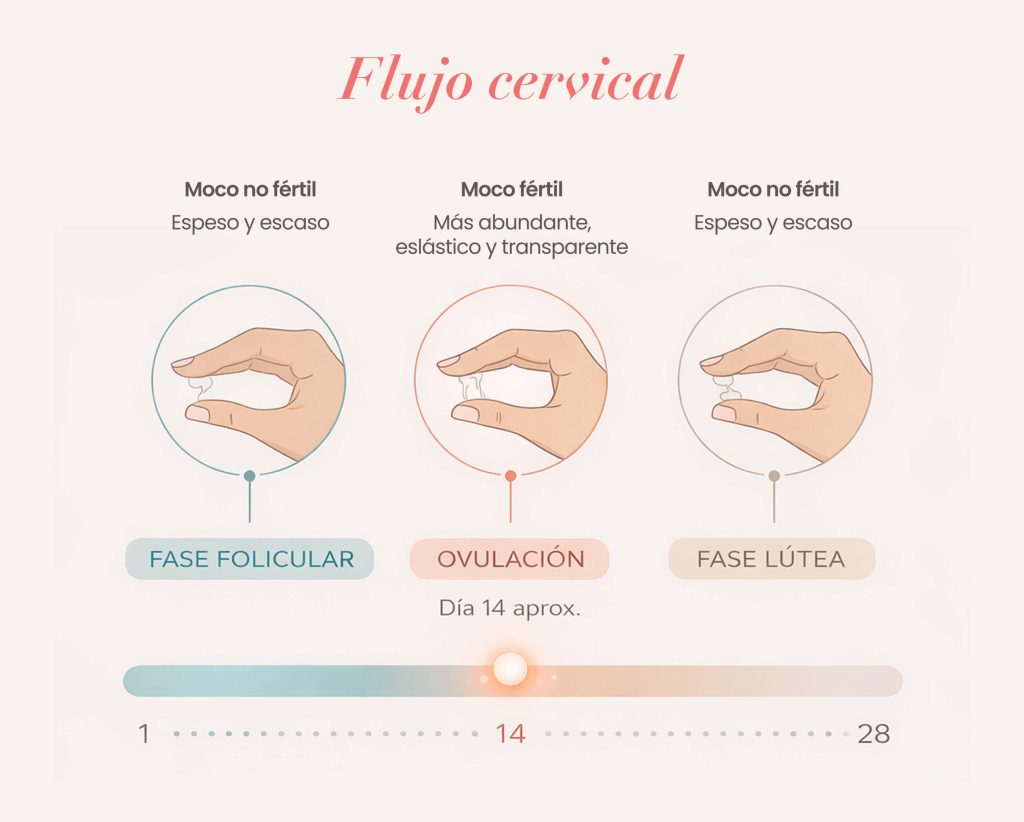 flujo cervical ovulacion clara huevo fertilidad